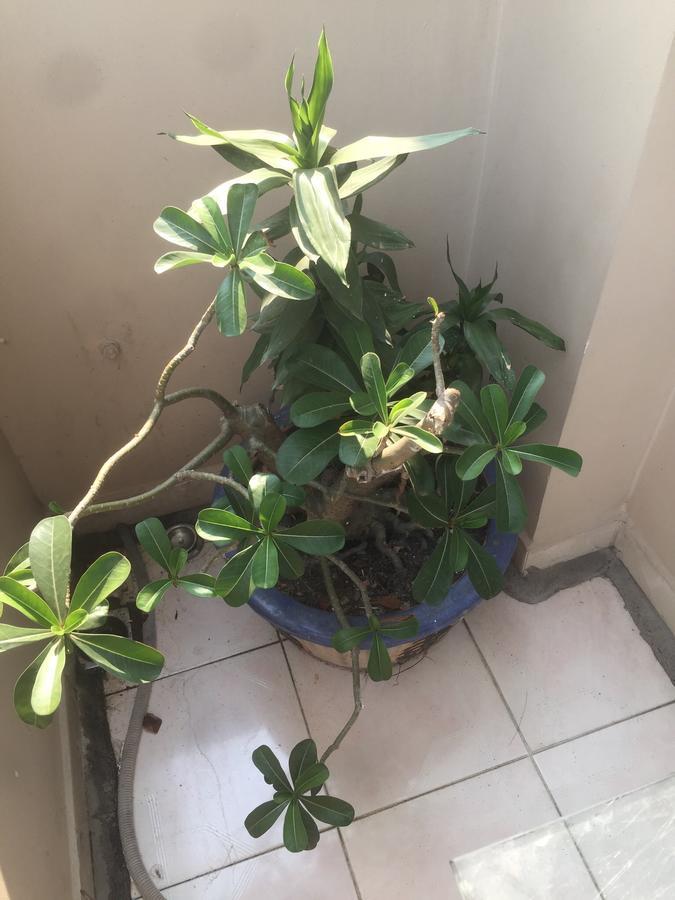 הו צ'י מין סיטי B.V.I Guest House מראה חיצוני תמונה