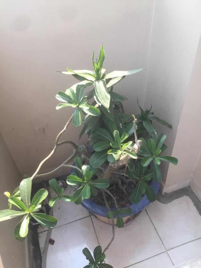 הו צ'י מין סיטי B.V.I Guest House מראה חיצוני תמונה